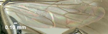 Media type: image;   Entomology 600328 Aspect: hind wing